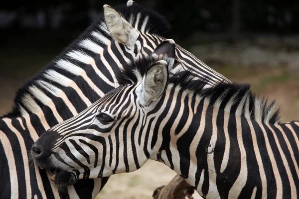 Equus quagga chapmani — Foto de Stock