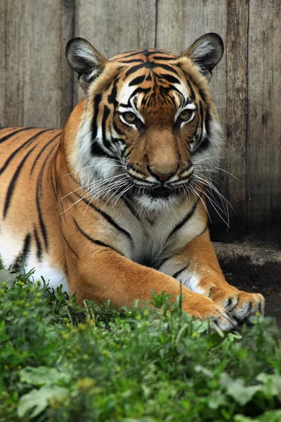 Panthera tigris jacksoni — Stock Photo, Image