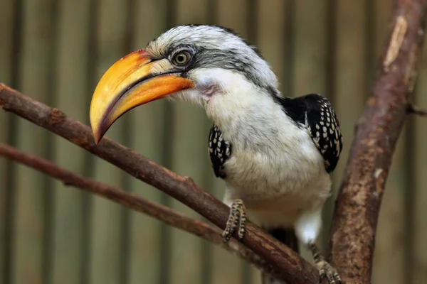 Eastern yellow-billed hornbill — Stock Photo, Image