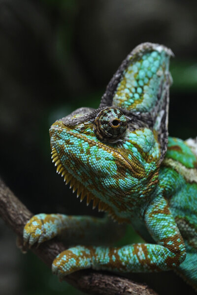 yemen Veiled chameleon