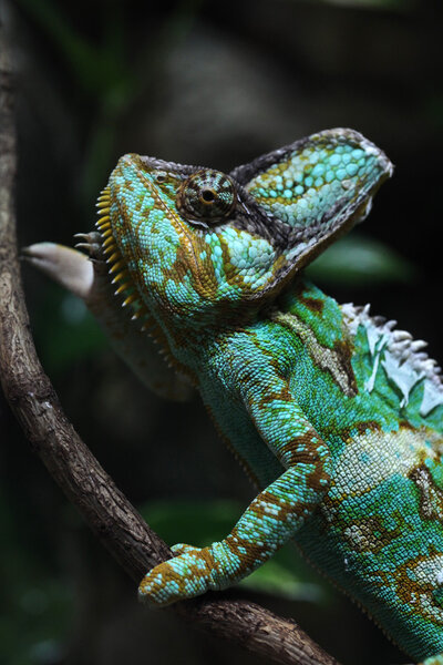 Йеменский хамелеон
