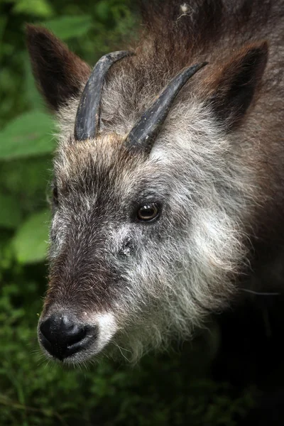 Cute Japanese serow — Stock Photo, Image