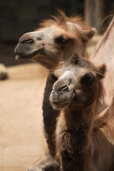 Camelo bactriano doméstico — Fotografia de Stock