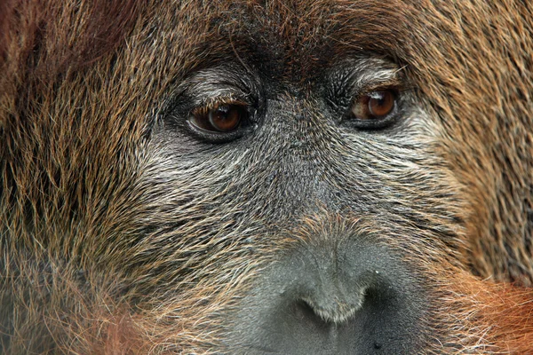 Orangutan kříž hybridní — Stock fotografie