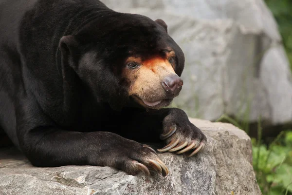 Malaj Sun Bear — Stockfoto