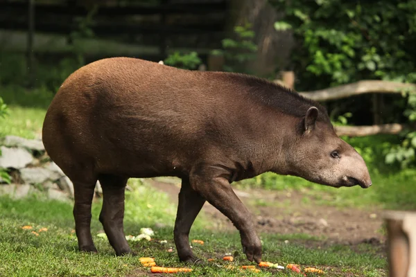 Tapiro sudamericano — Foto Stock