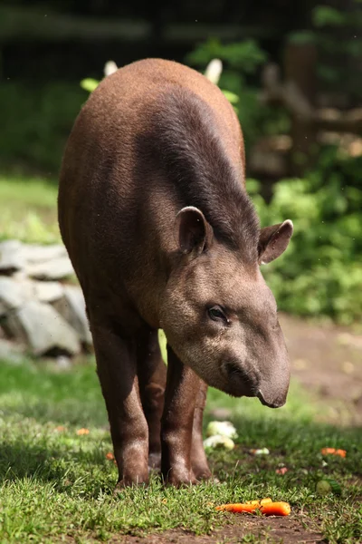 Zuid-Amerikaanse tapir — Stockfoto