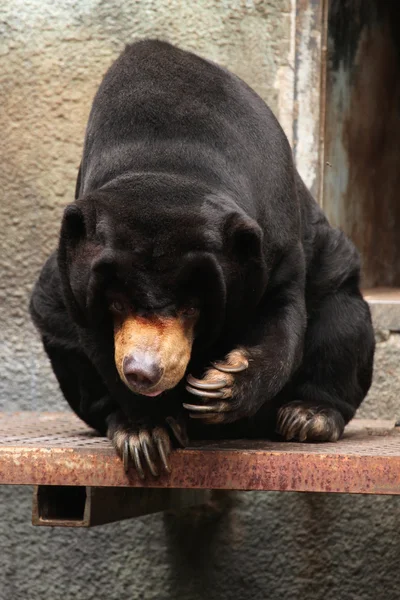 Malaysischer Sonnenbär — Stockfoto