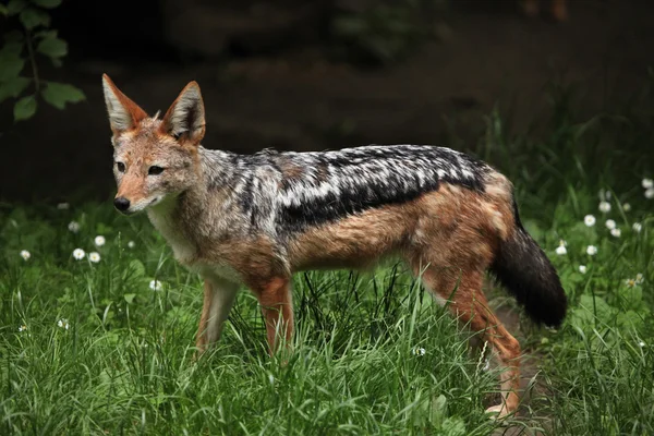 Black-backed jackal (Canis mesomelas) — Stock Photo, Image