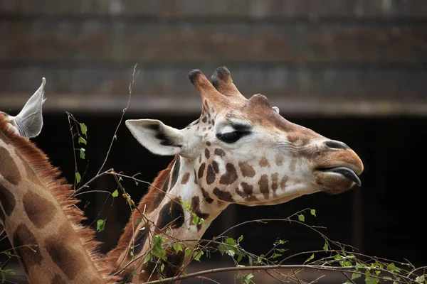 Cute Rothschild giraffes — Stock Photo, Image