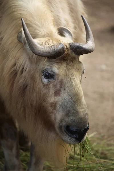 Taksi Budorcas bedfordi — Stok Foto