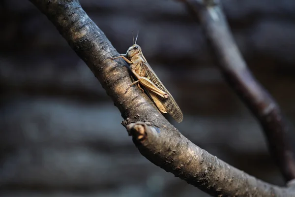 사막 메뚜기 (schistocerca gregaria) — 스톡 사진