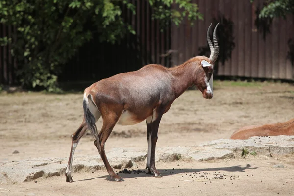 Damaliscus pygargus phillipsi — Stock Photo, Image