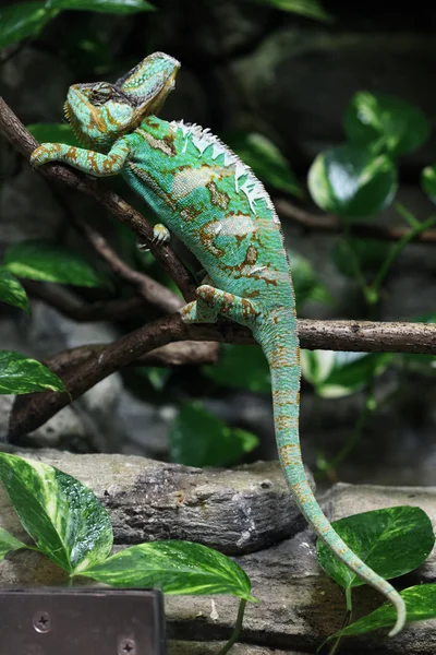 Chameleon jemenský Jemen — Stock fotografie