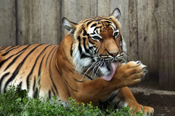 Pantera tigris jacksoni — Foto Stock