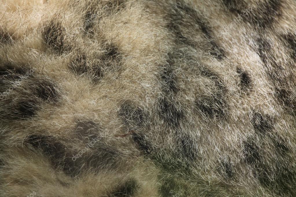 Snow leopard fur texture — Stock Photo © wrangel #77842604