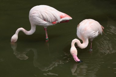 pink Greater Flamingos