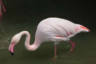 pembe büyük Flamingo