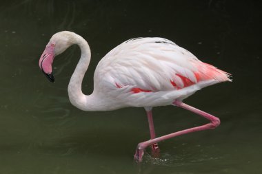 pembe büyük Flamingo