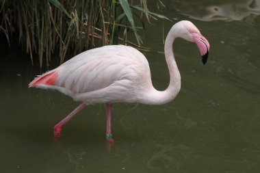 pembe büyük Flamingo