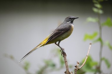 Gri kuyruksallayan (Motacilla cinerea)