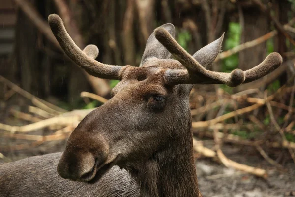 Moose (Alces alces) — Stock Photo, Image