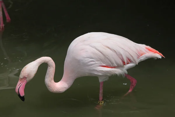 Roze grotere Flamingo — Stockfoto