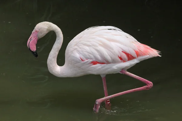 Roze grotere Flamingo — Stockfoto