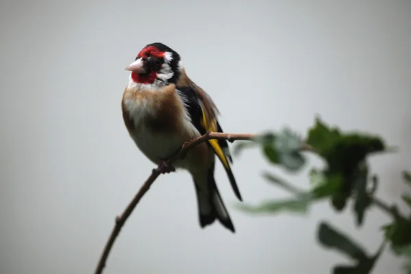 European goldfinch Carduelis — Stock Photo, Image