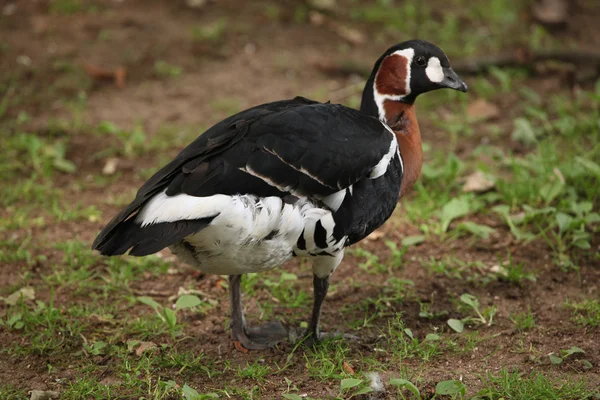 赤鳥獣（Branta ruicollis）) — ストック写真