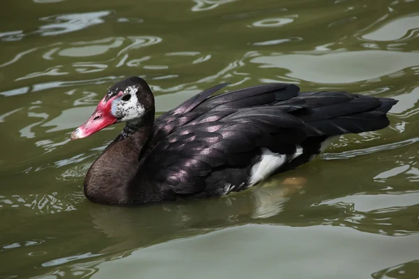 Ostroga skrzydlaty gęś (Plectropterus gambensis) — Zdjęcie stockowe