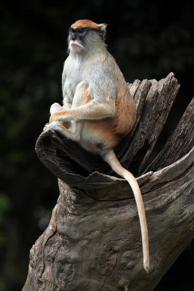 Patas hussar monkey — Stock Photo, Image