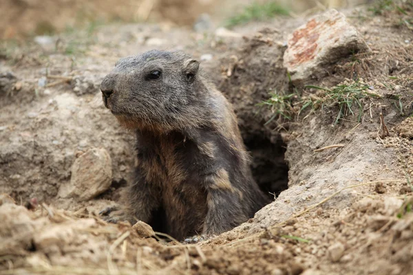 Fjällmurmeldjur (Marmota marmota) — Stockfoto