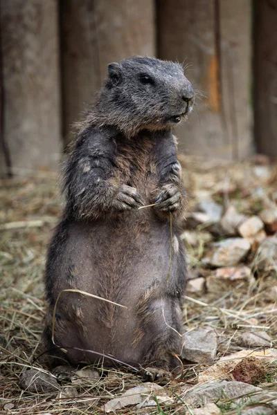 Alpenmarmot (Marmota marmota)) — Stockfoto