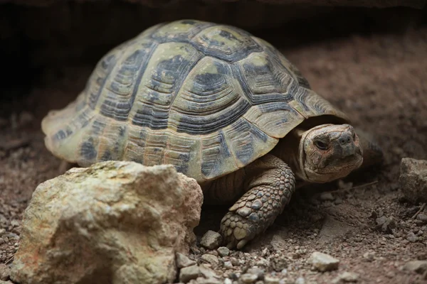 Hermann tortoise (Testudo hermanni) — Stock Photo, Image