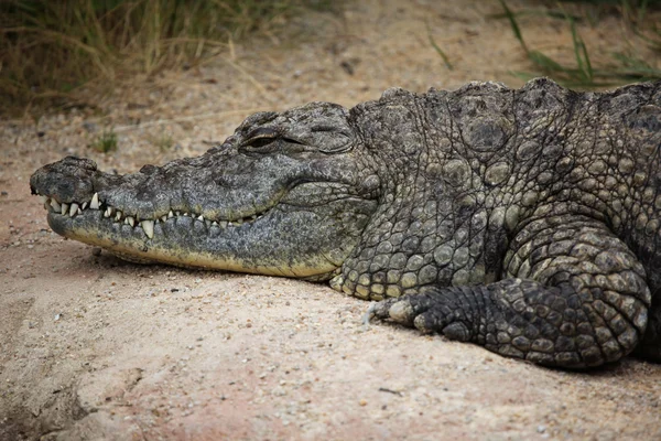 Nile crocodile (Crocodylus niloticus) Royalty Free Stock Photos