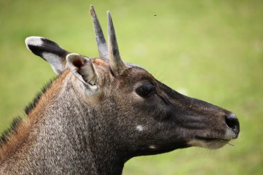 Çimenlerin üzerinde vahşi Nilgai