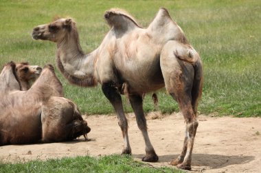 wild Bactrian camel clipart