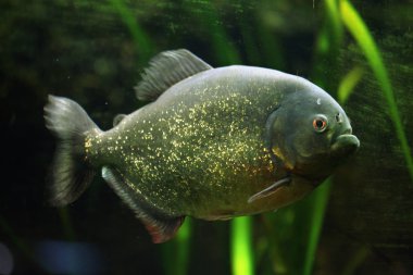 Vahşi kırmızı karınlı piranha