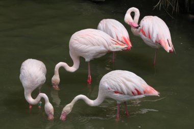 Vahşi büyük Flamingo
