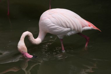 Vahşi büyük Flamingo