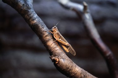 Wild Desert locust clipart