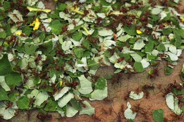 Vahşi Leafcutter karıncalar
