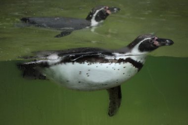 Vahşi Humboldt pengueni