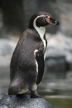 Wild Humboldt penguin clipart