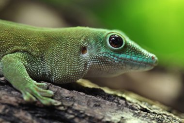 Vahşi Koch postülatlarını dev gün gecko