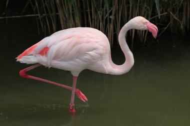 Vahşi büyük Flamingo