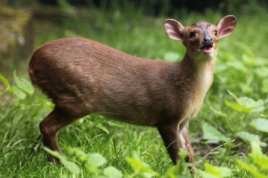 Wild Chinese muntjac clipart