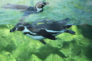 Vahşi Humboldt pengueni