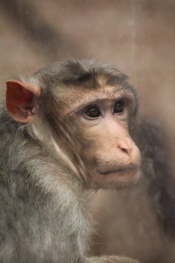 Wild Bonnet macaque clipart